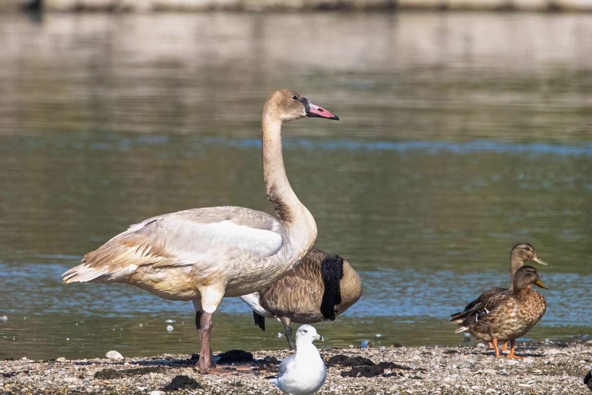 疣鼻天鵝 - ML646353525