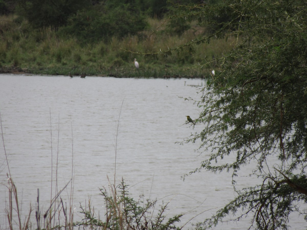 Little Bee-eater - ML646353526