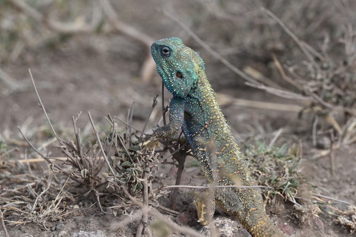 Animals - ML646353529