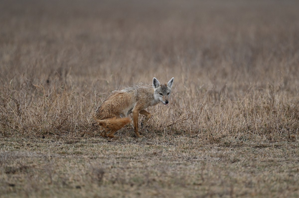 Animals - ML646353530