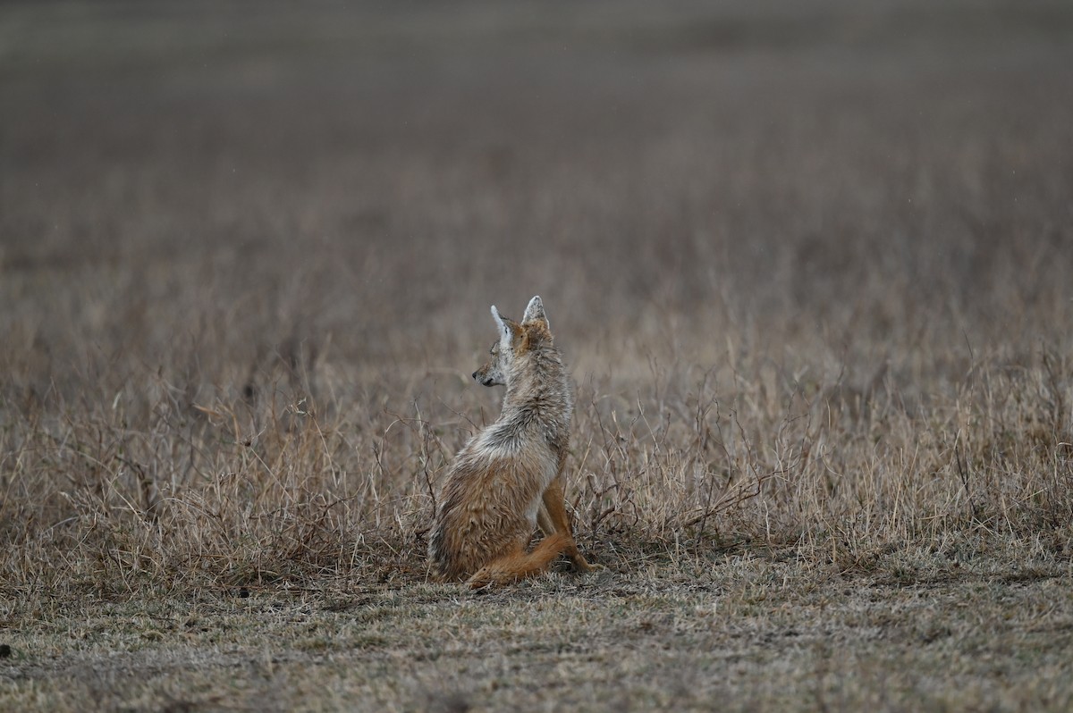 Animals - ML646353531