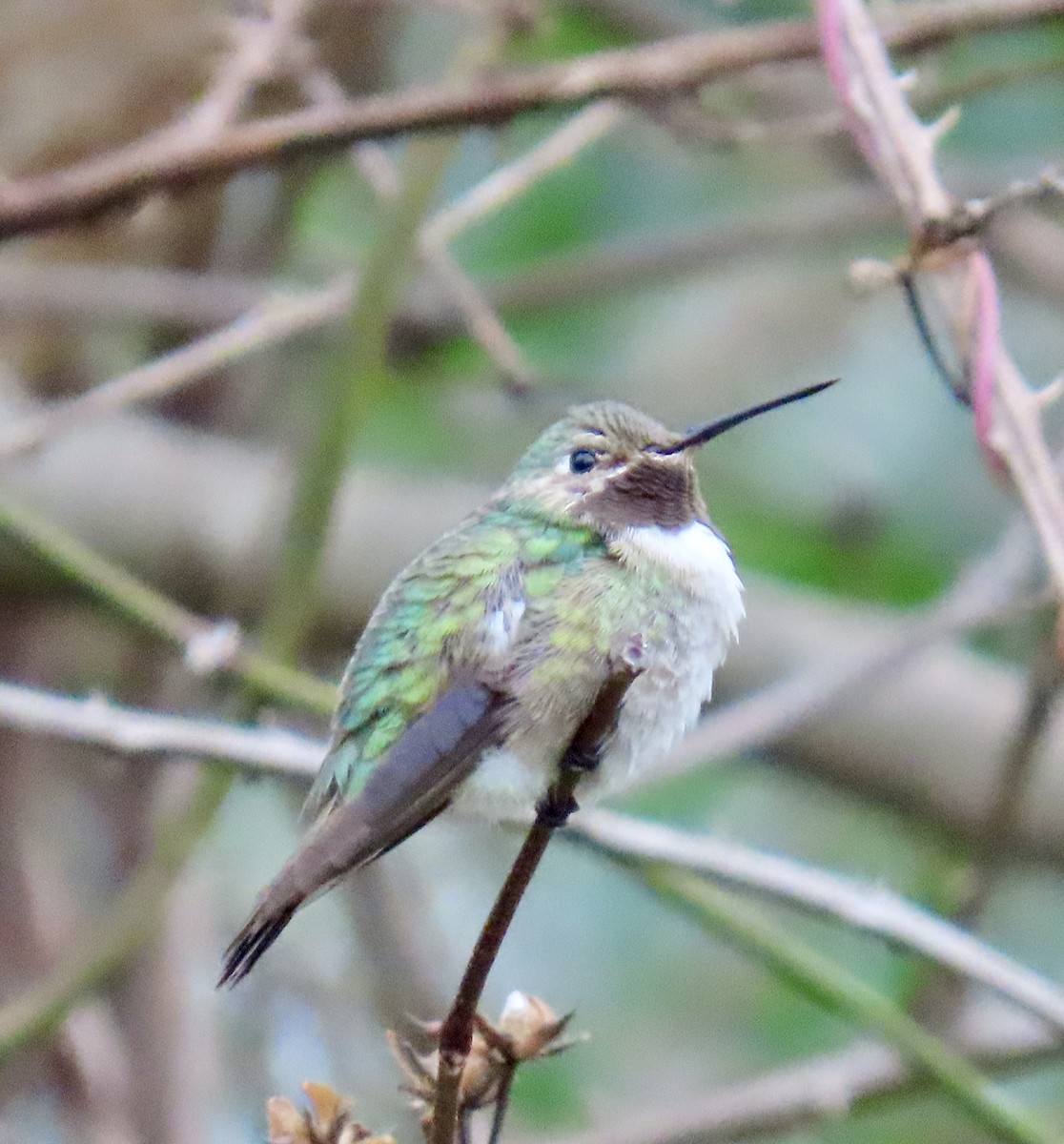 フトオハチドリ - ML646353533