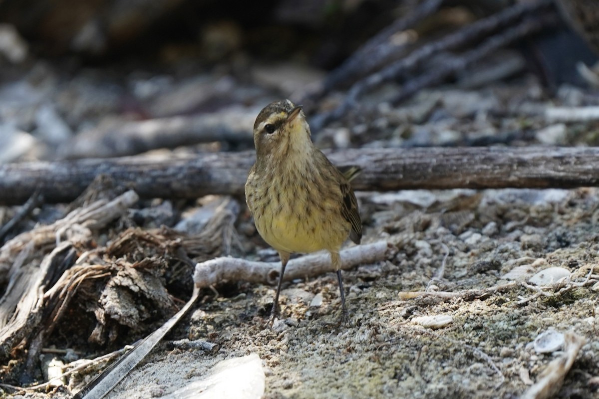 lesňáček bažinný - ML646353534