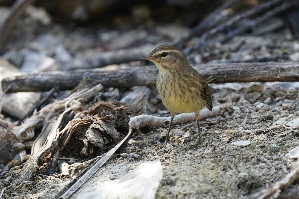 lesňáček bažinný - ML646353545