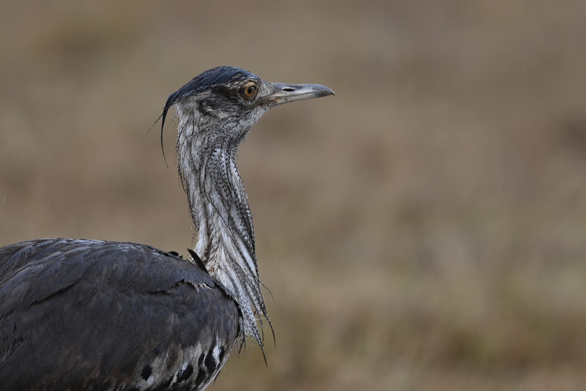 アフリカオオノガン - ML646353546