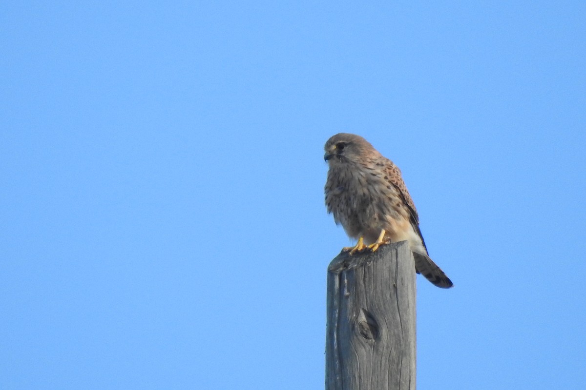 Eurasian Kestrel - ML646353547