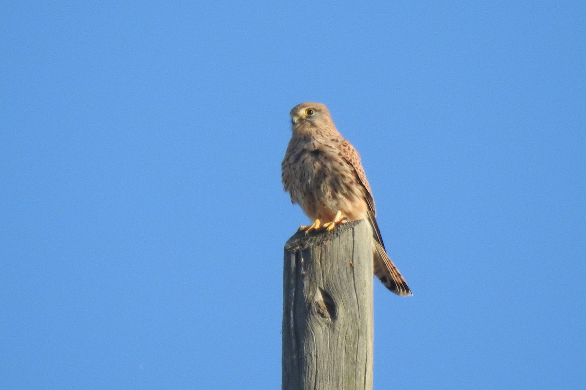 Eurasian Kestrel - ML646353548