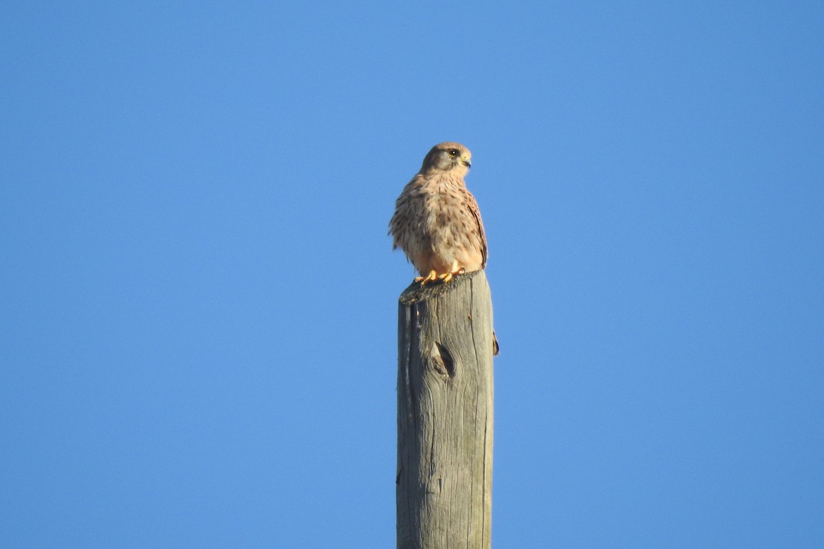 Eurasian Kestrel - ML646353549
