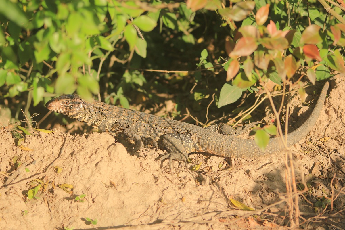 Argentine Black-and-white Tegu - ML646353550