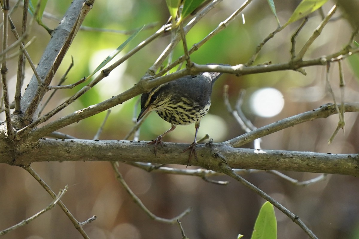 lesňáček olšový - ML646353555