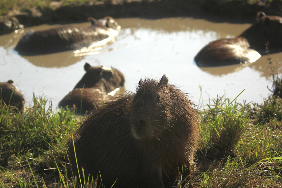 Capybara - ML646353557