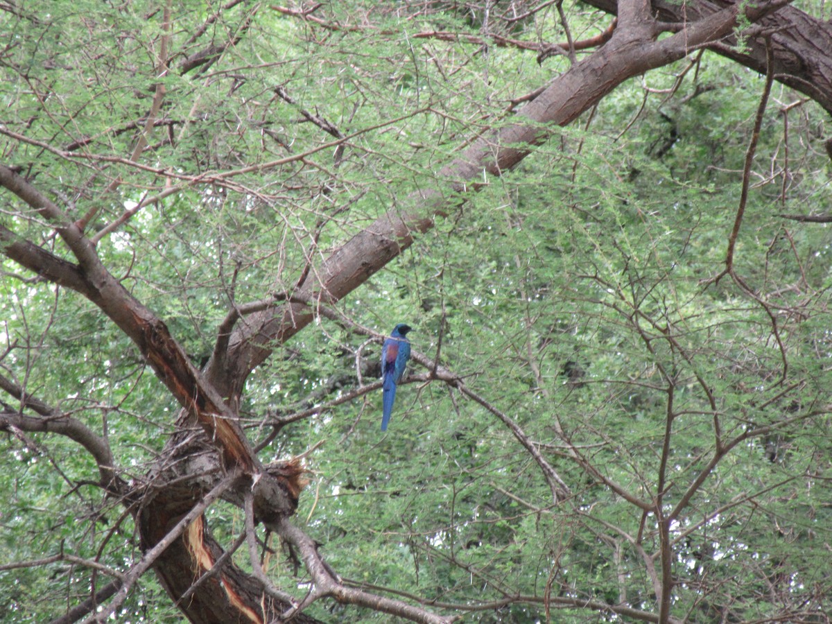 Meves's Starling - ML646353563