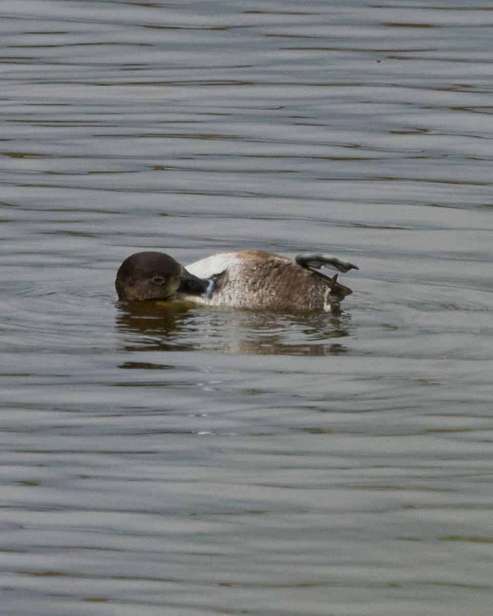 Moretta dal collare - ML646353566