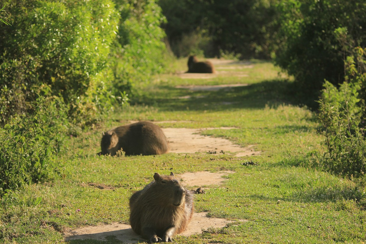 Capybara - ML646353569