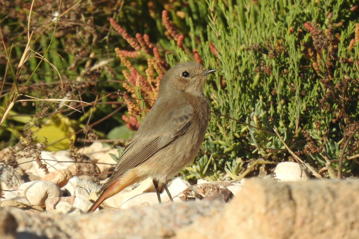 Black Redstart - ML646353570