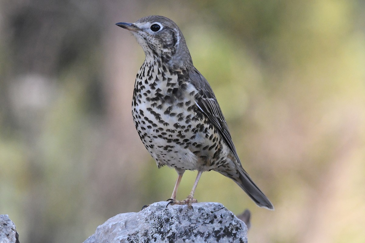 drozd brávník - ML646353571