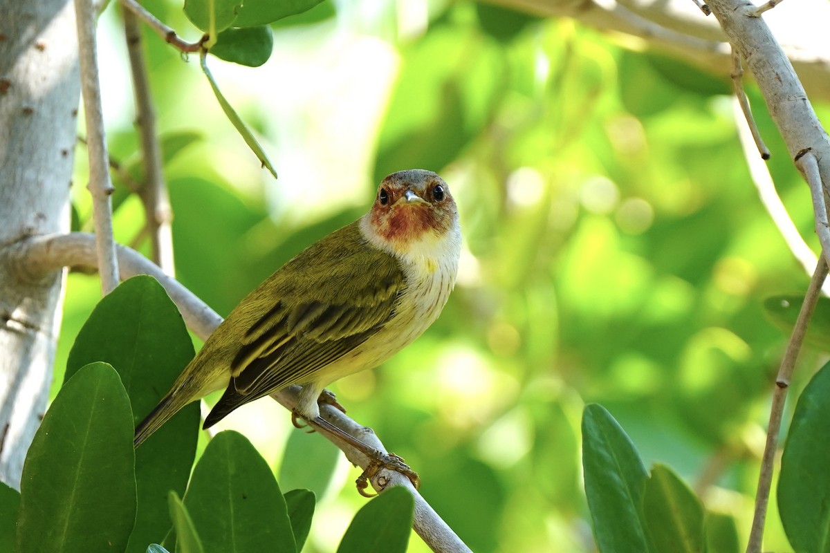 Mangrove Yellow Warbler - ML646353575