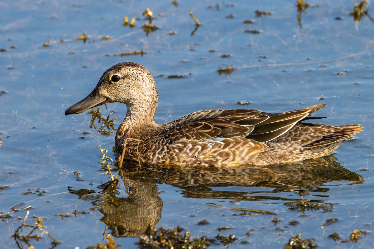 Чирянка блакитнокрила - ML646353577