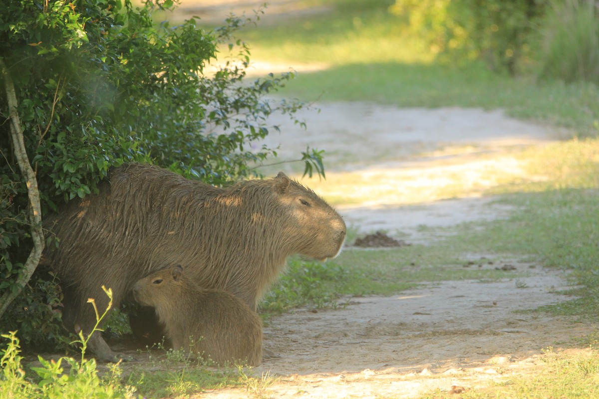 Capybara - ML646353578