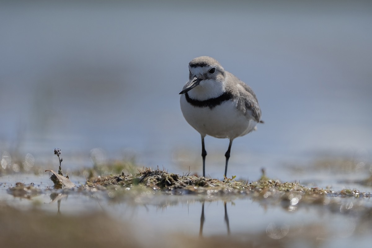 Wrybill - ML646353579