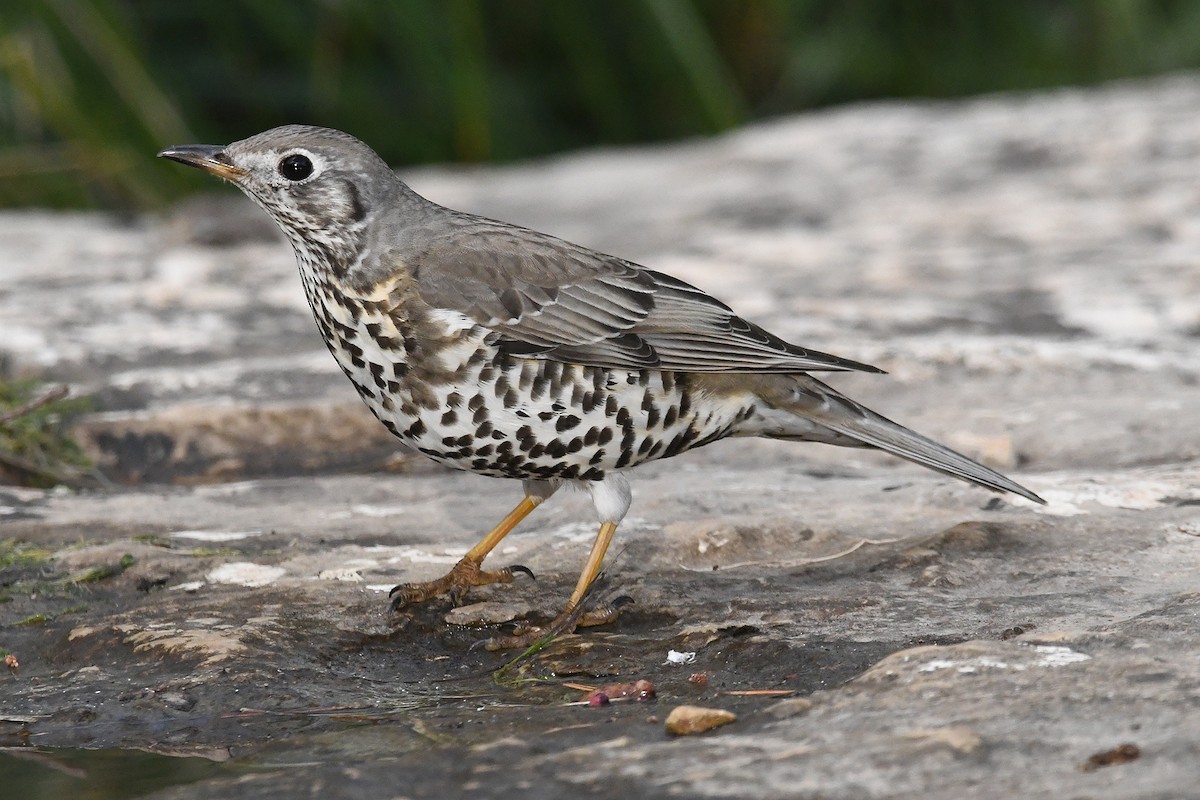 Mistle Thrush - ML646353580