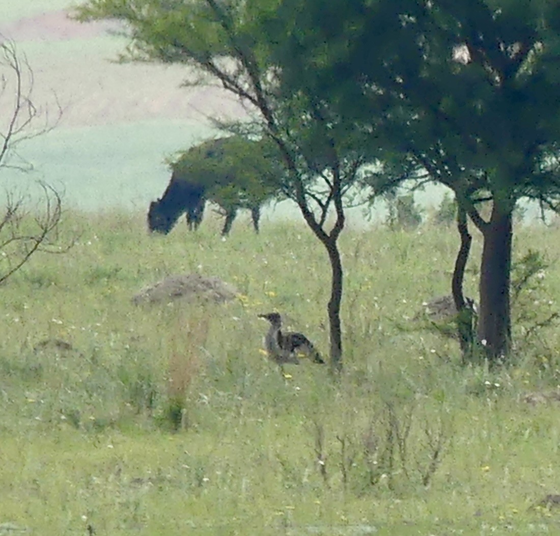 White-bellied Bustard - ML646353581