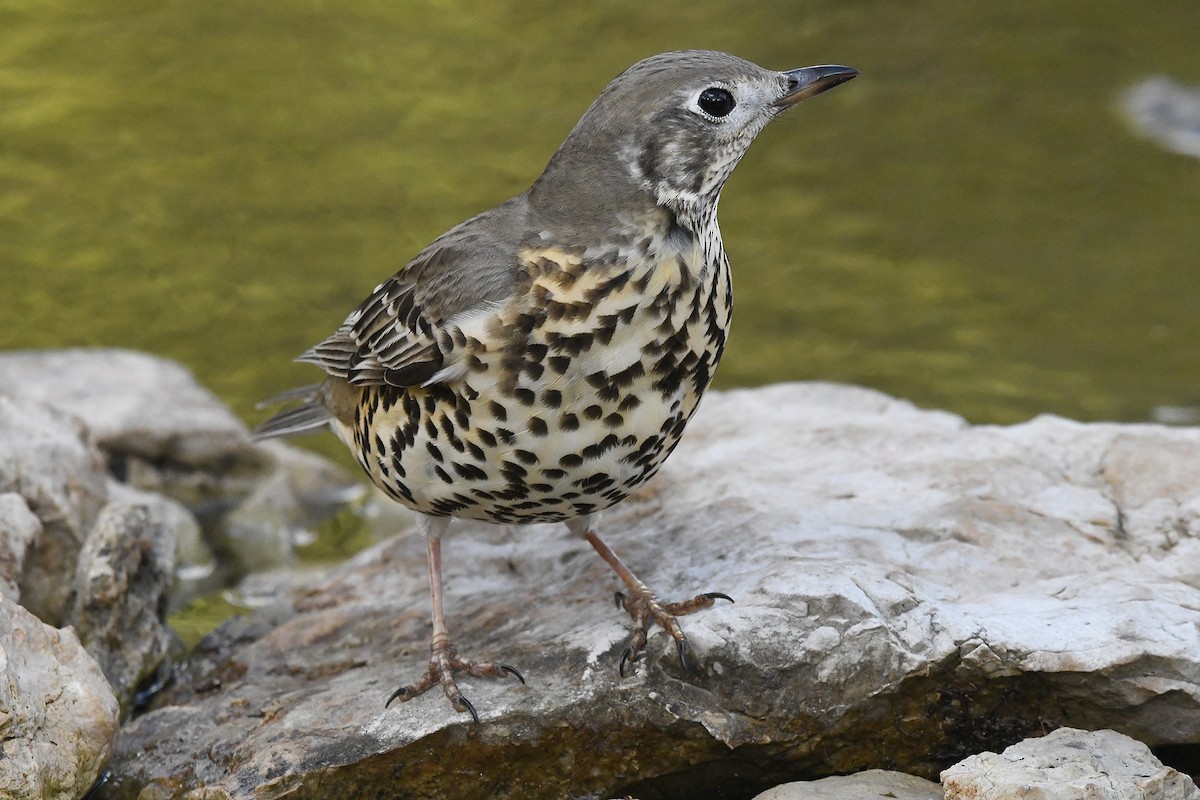 Mistle Thrush - ML646353582