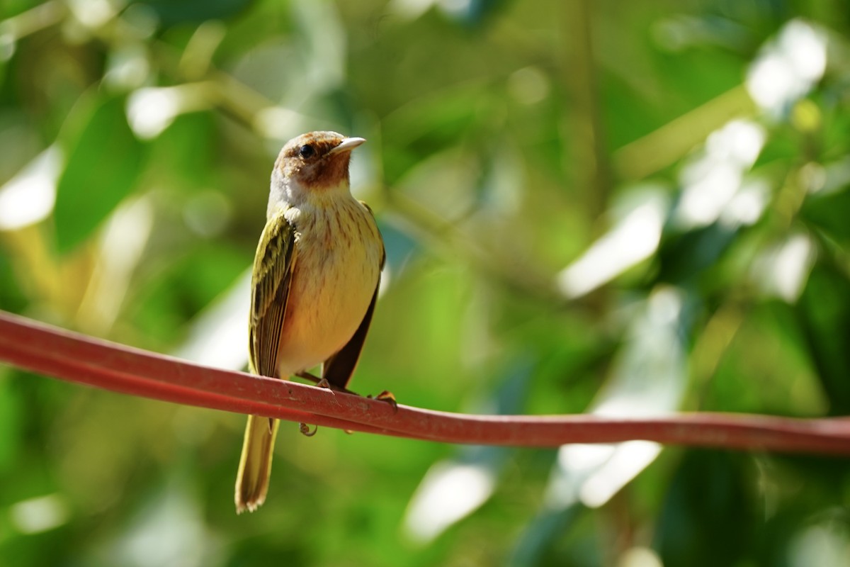 Mangrove Yellow Warbler - ML646353583