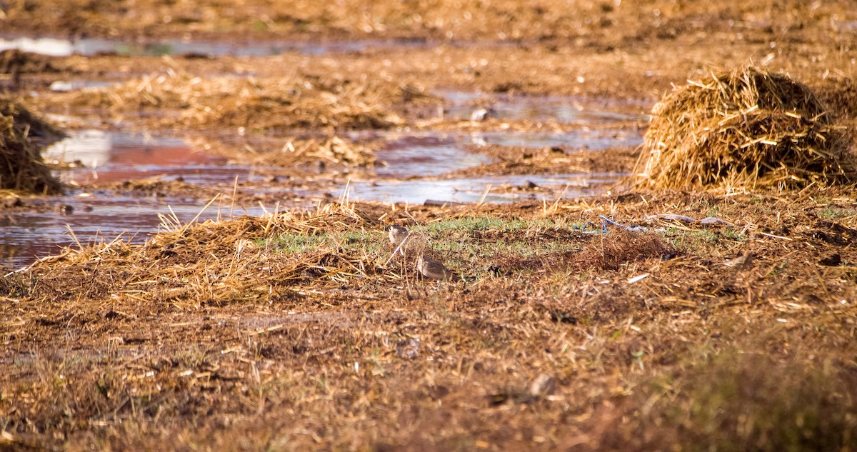 Crested Lark - ML646353584