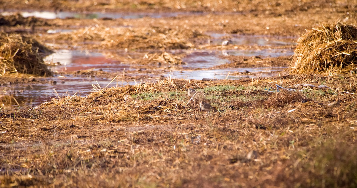Crested Lark - ML646353585