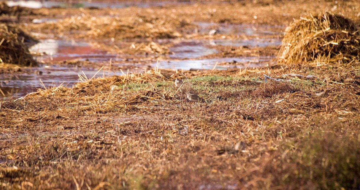 Crested Lark - ML646353586
