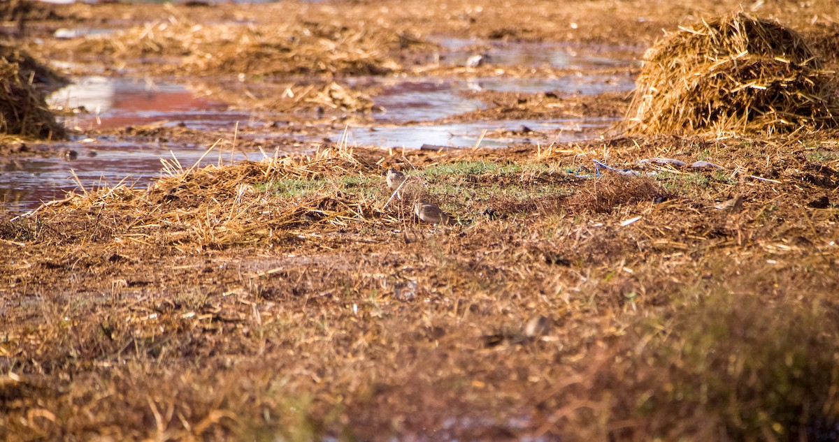Crested Lark - ML646353587