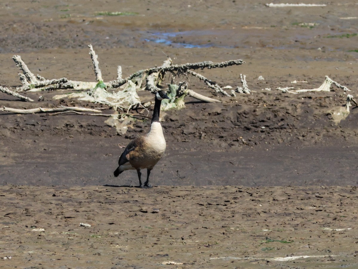 Canada Goose - ML646353588