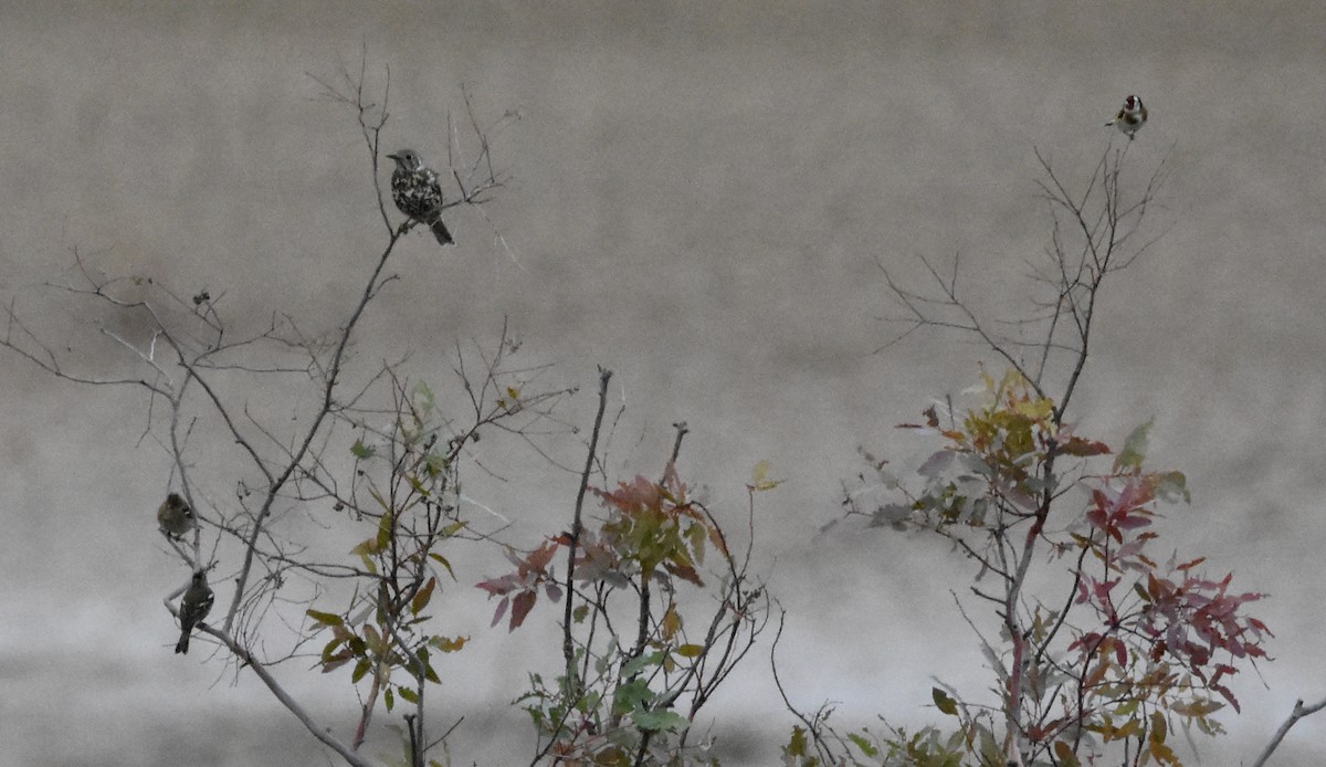 Mistle Thrush - ML646353589