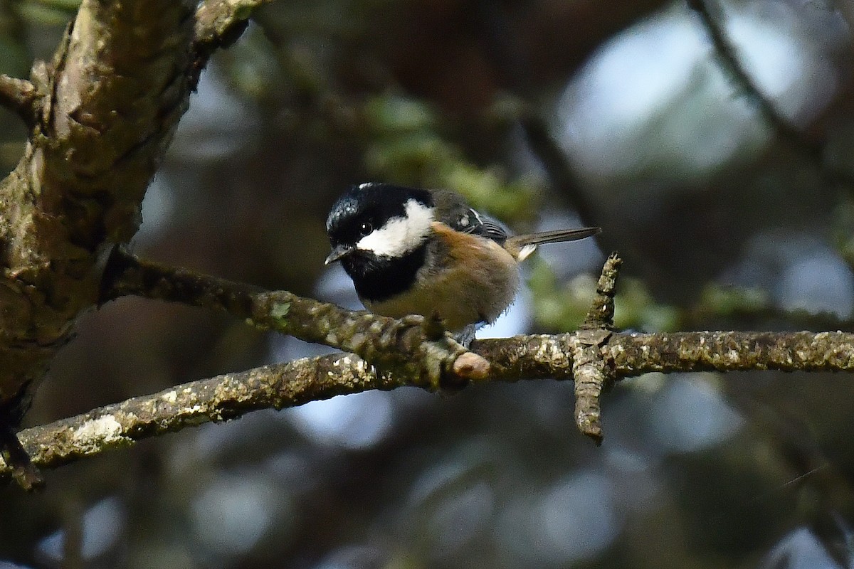 Coal Tit - ML646353590