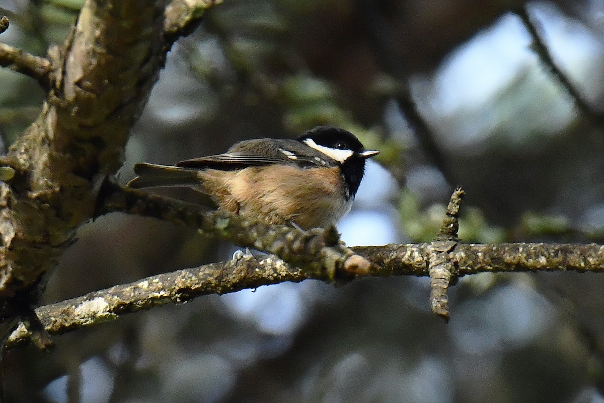 Coal Tit - ML646353591
