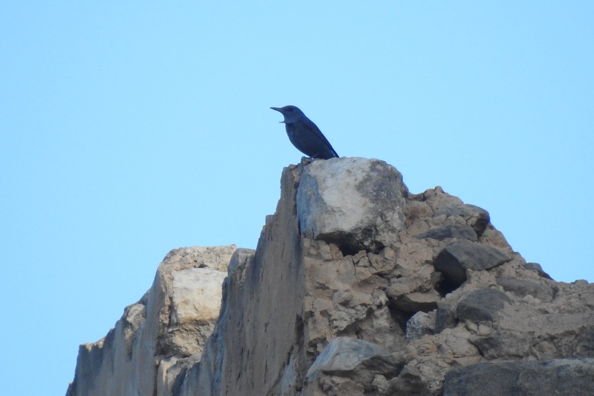 Blue Rock-Thrush - ML646353595