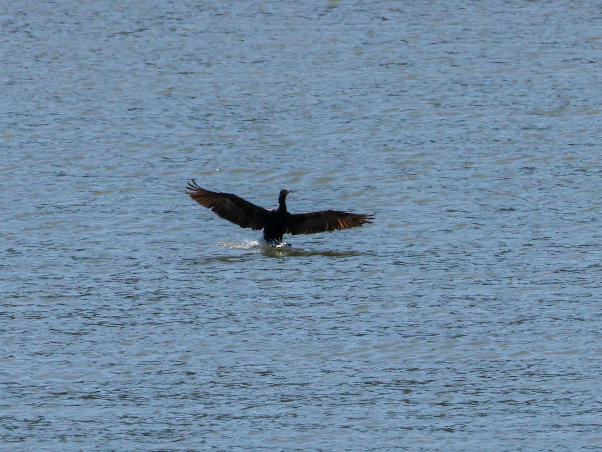 Double-crested Cormorant - ML646353597