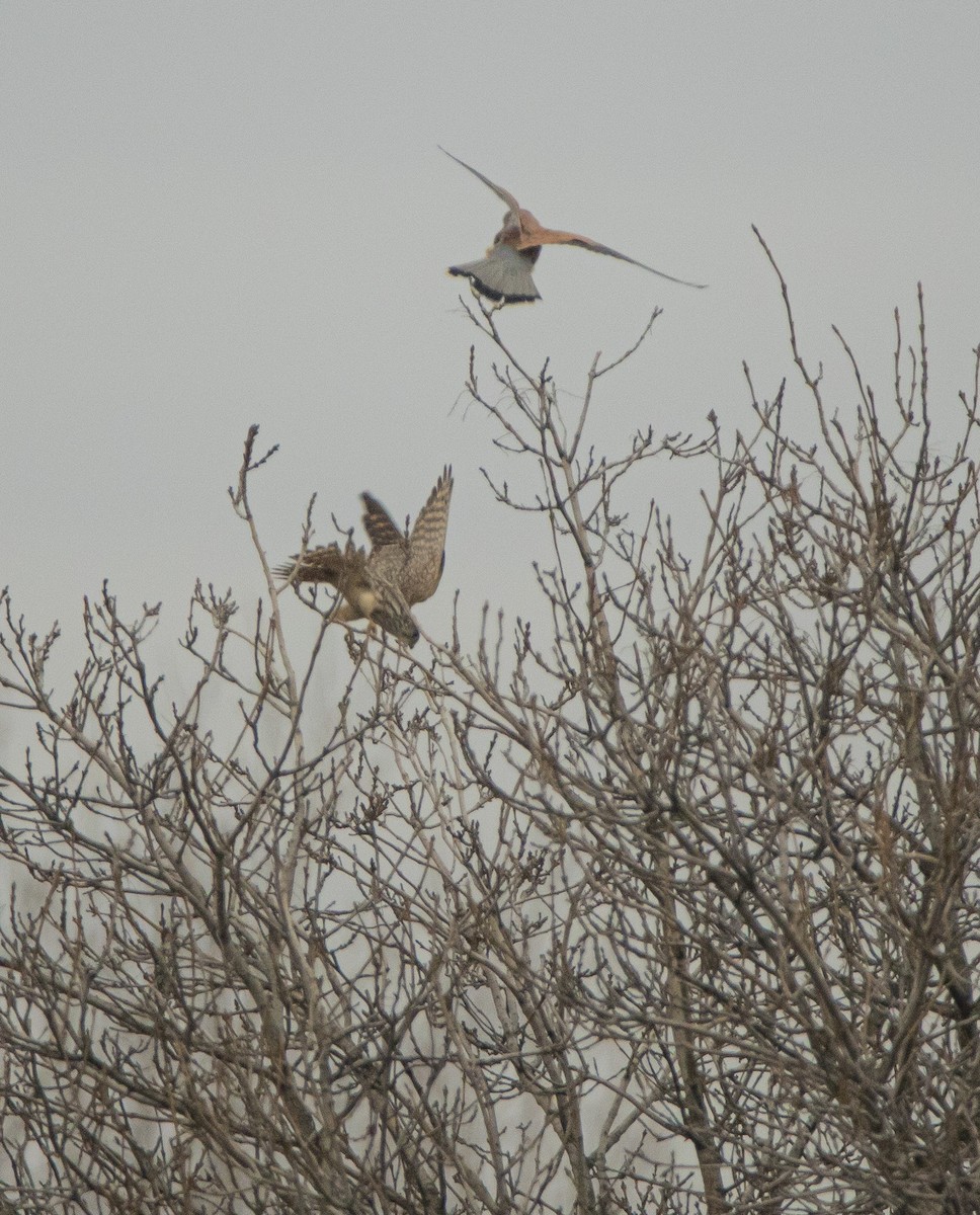 Eurasian Kestrel - ML646353598