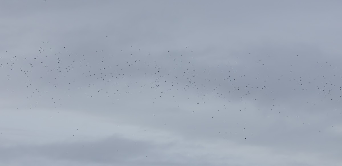 Common Wood-Pigeon - ML646353599