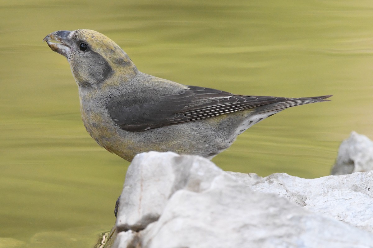 Red Crossbill - ML646353600
