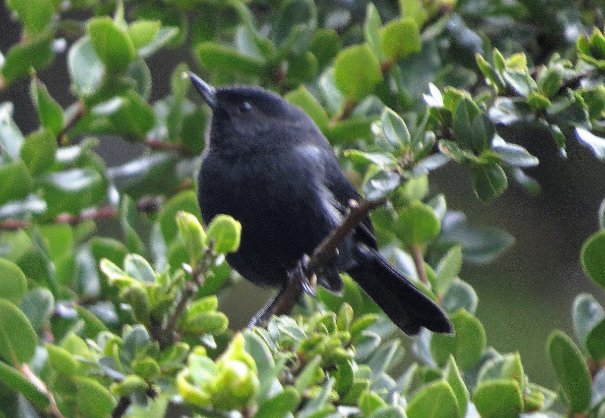 Black Flowerpiercer - ML646353602