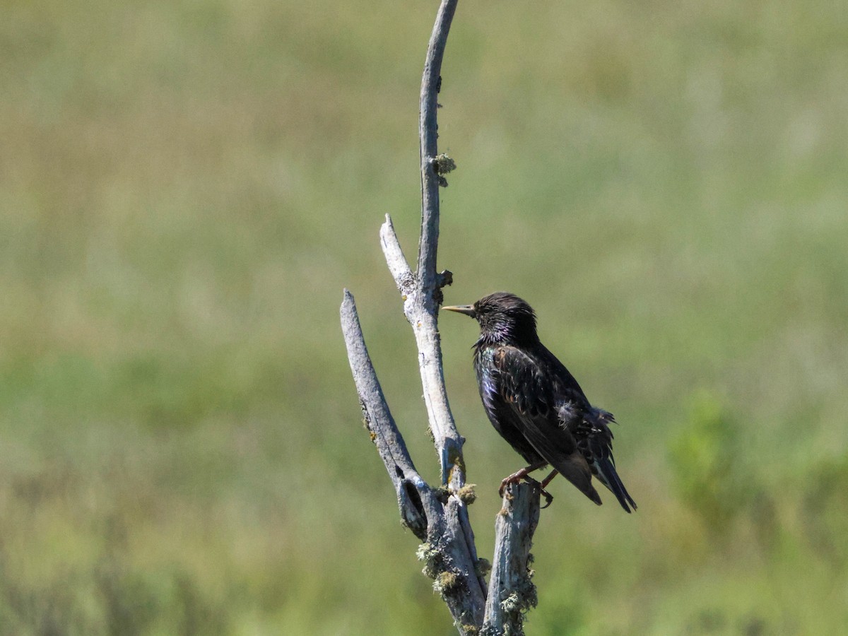 European Starling - ML646353603