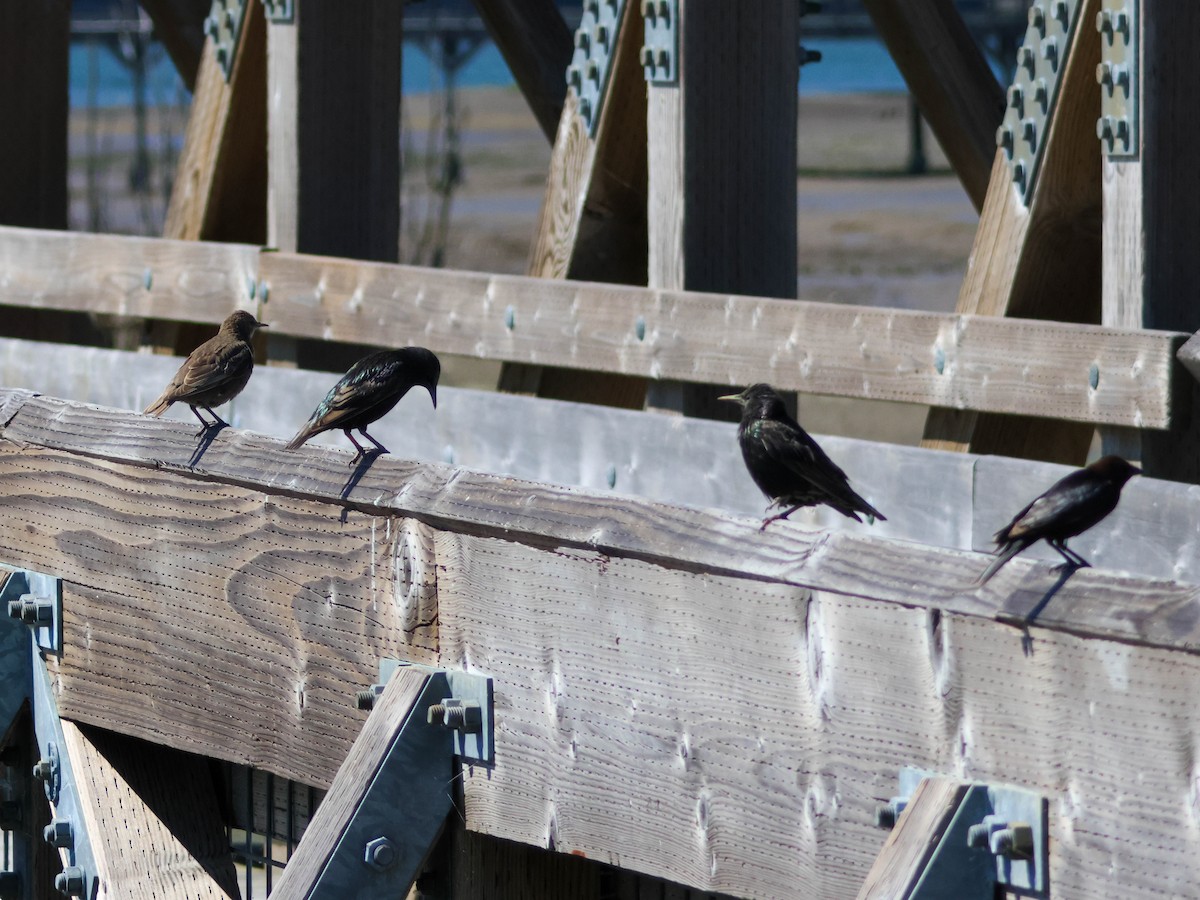 European Starling - ML646353604