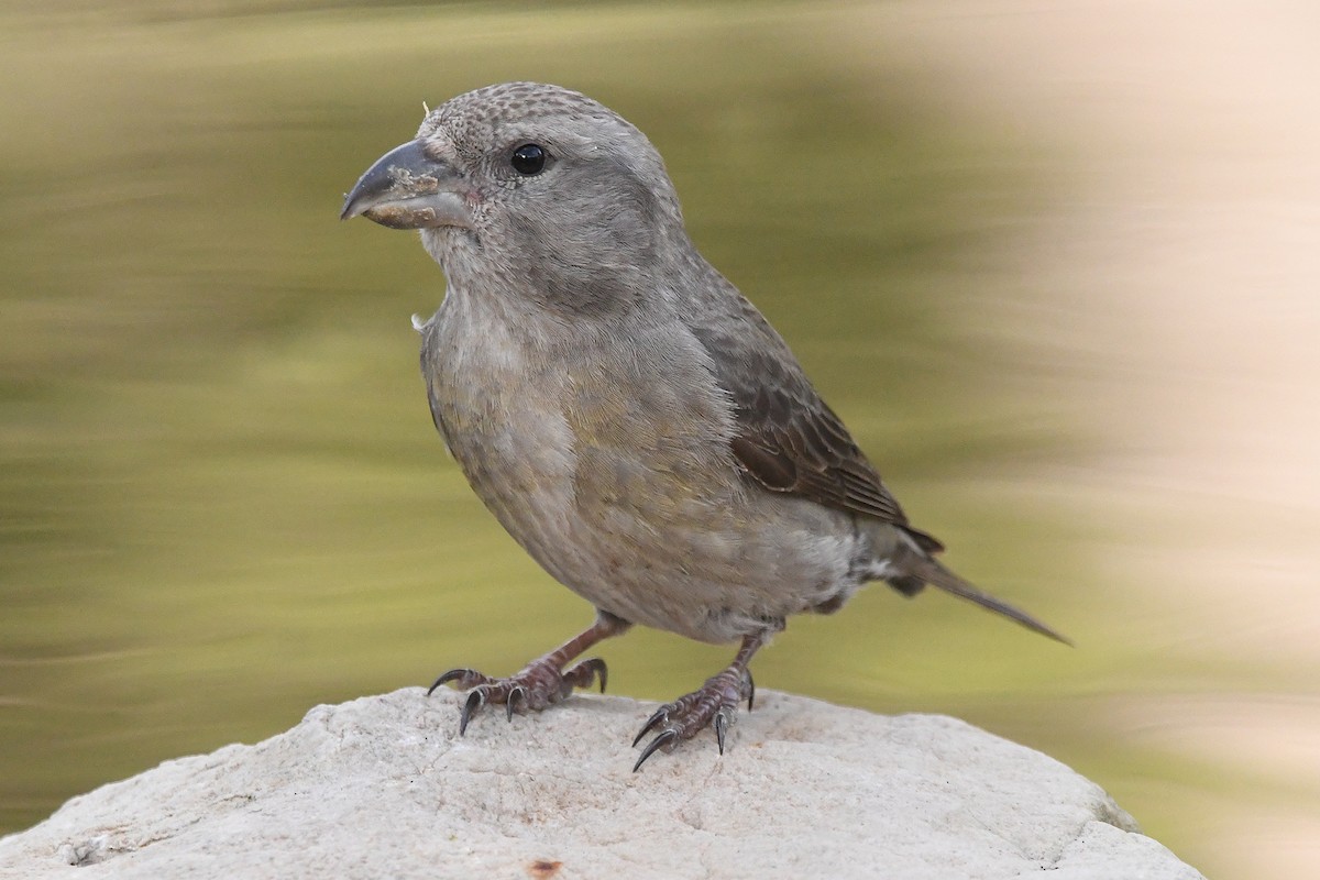 Red Crossbill - ML646353606
