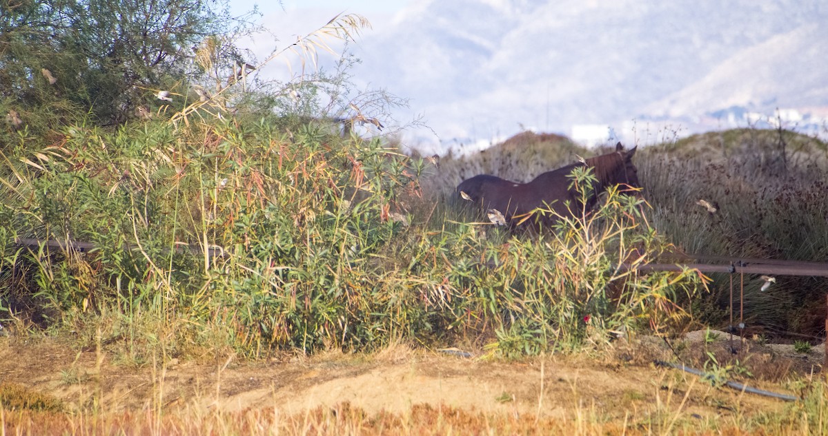 House Sparrow - ML646353608