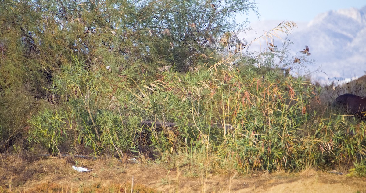 House Sparrow - ML646353609