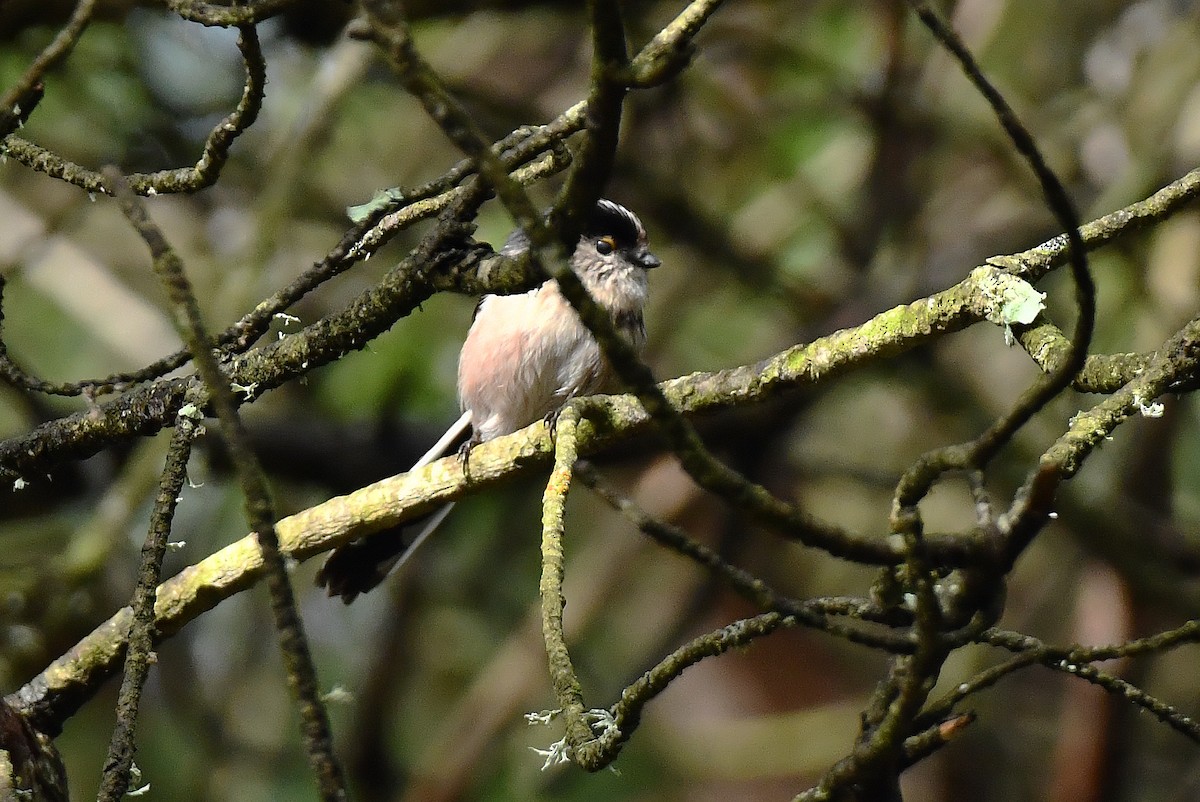 Long-tailed Tit - ML646353610