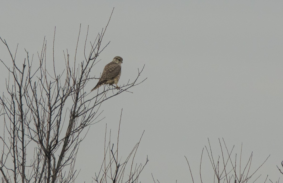 Merlin - ML646353611