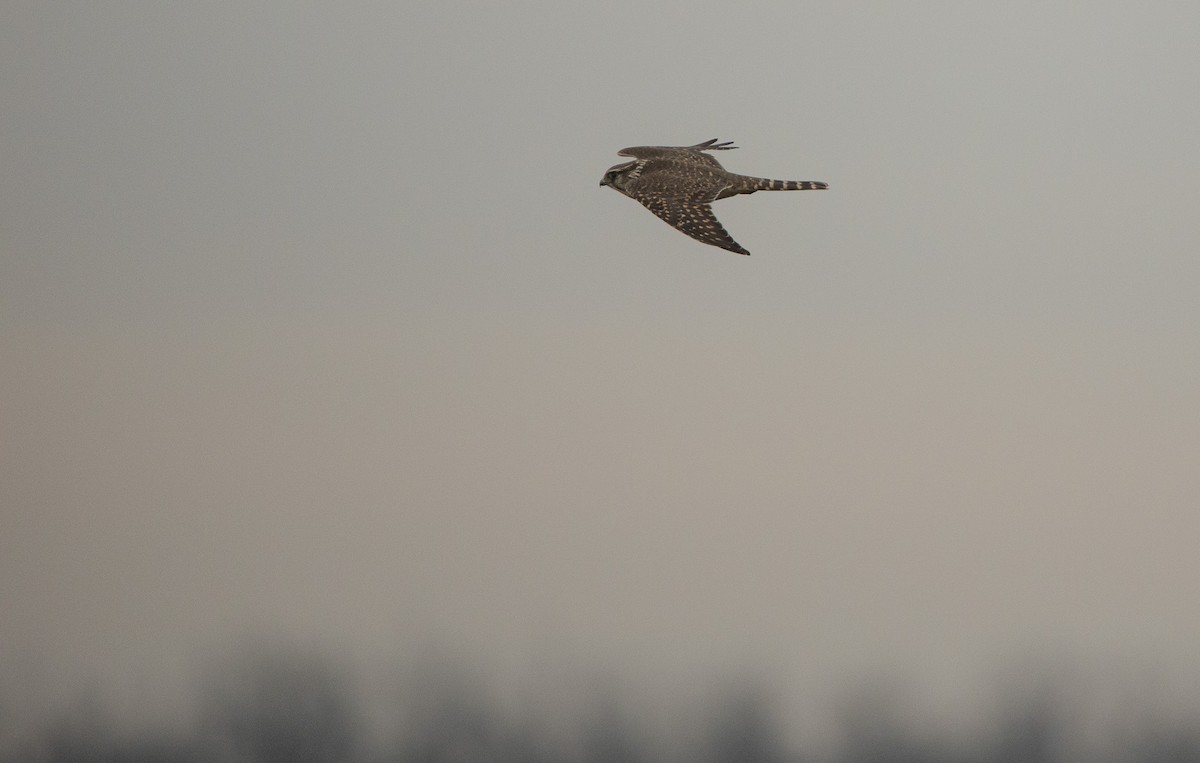 Merlin - ML646353612